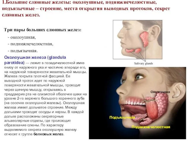 1.Большие слюнные железы: околоушные, поднижнечелюстные, подъязычные – строение, места открытия выводных