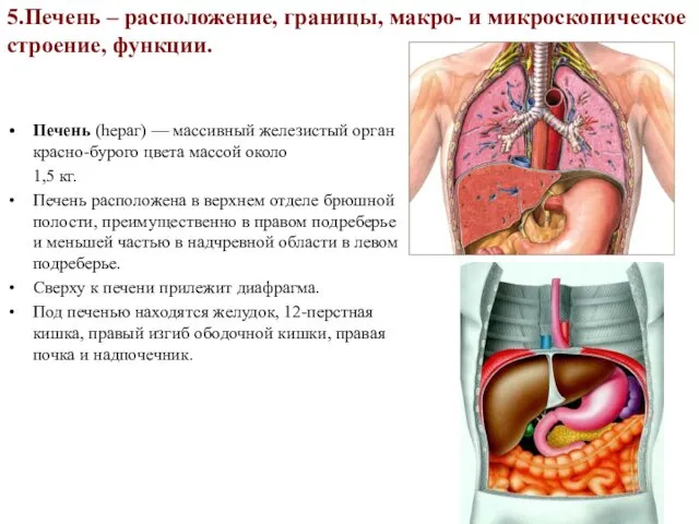 5.Печень – расположение, границы, макро- и микроскопическое строение, функции. Печень (hераг)