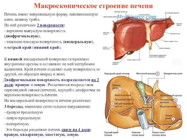 Макроскопическое строение печени Печень имеет неправильную форму, напоминающую клин, шляпку гриба.