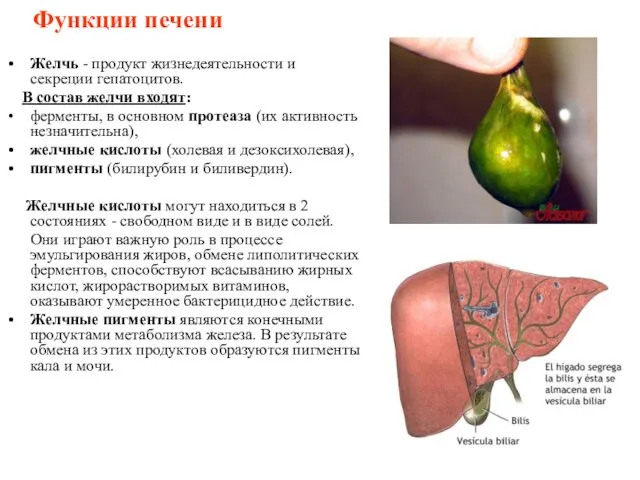 Функции печени Желчь - продукт жизнедеятельности и секреции гепатоцитов. В состав