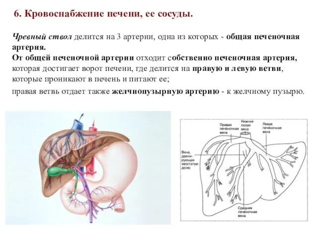 6. Кровоснабжение печени, ее сосуды. Чревный ствол делится на 3 артерии,