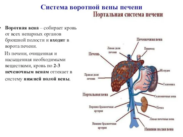 Система воротной вены печени Воротная вена – собирает кровь от всех