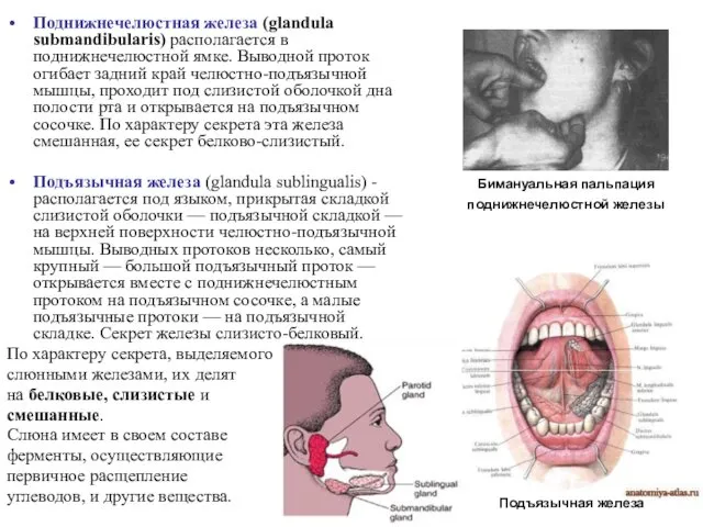 Поднижнечелюстная железа (glandula submandibularis) располагается в поднижнечелюстной ямке. Выводной проток огибает