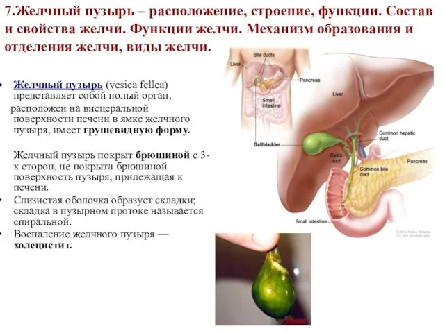 7.Желчный пузырь – расположение, строение, функции. Состав и свойства желчи. Функции