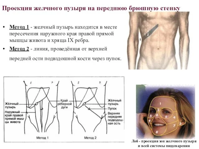 Проекция желчного пузыря на переднюю брюшную стенку Метод 1 - желчный