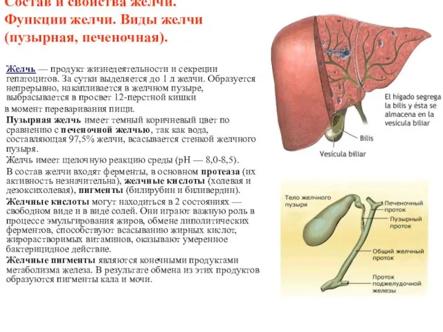 Состав и свойства желчи. Функции желчи. Виды желчи (пузырная, печеночная). Желчь