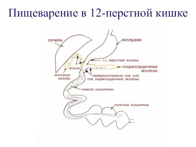 Пищеварение в 12-перстной кишке