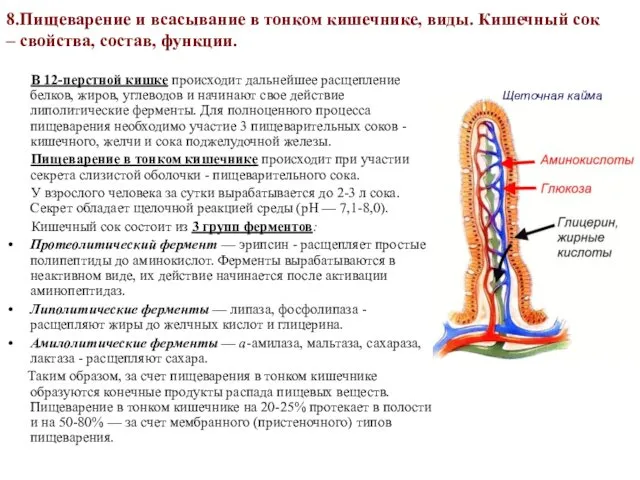 8.Пищеварение и всасывание в тонком кишечнике, виды. Кишечный сок – свойства,