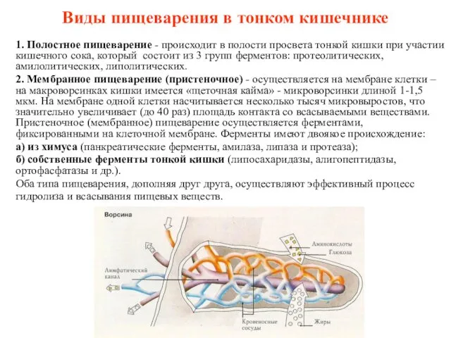 Виды пищеварения в тонком кишечнике 1. Полостное пищеварение - происходит в