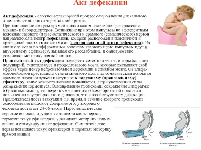 Акт дефекации Акт дефекации - сложнорефлекторный процесс опорожнения дистального отдела толстой