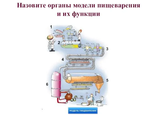 Назовите органы модели пищеварения и их функции 1 2 3 4 5 6