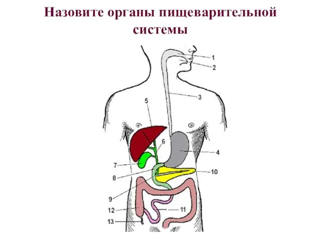 Назовите органы пищеварительной системы