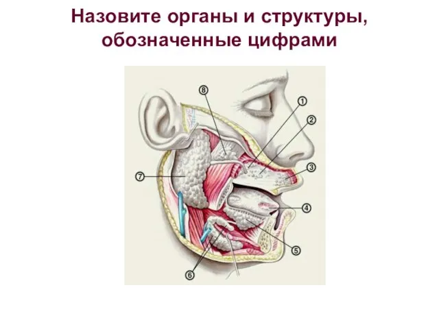 Назовите органы и структуры, обозначенные цифрами