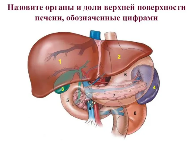 Назовите органы и доли верхней поверхности печени, обозначенные цифрами 1 2