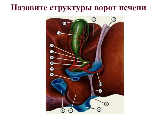 Назовите структуры ворот печени