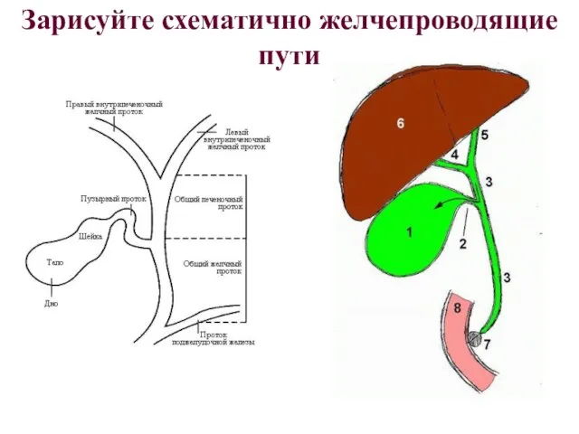 Зарисуйте схематично желчепроводящие пути