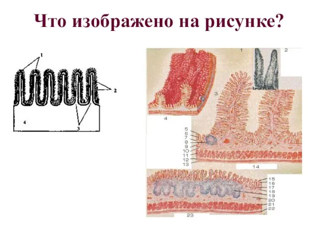 Что изображено на рисунке?