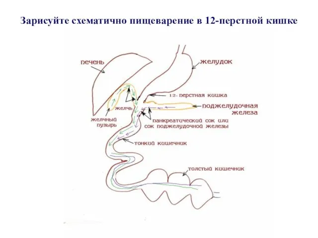 Зарисуйте схематично пищеварение в 12-перстной кишке