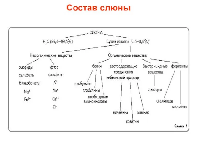 Состав слюны