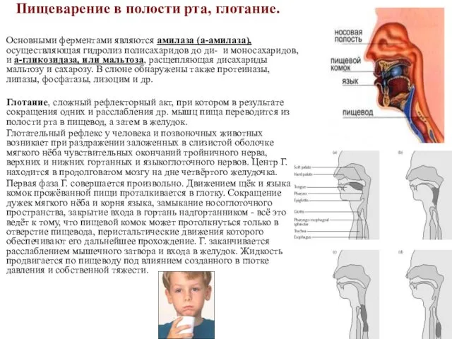 Пищеварение в полости рта, глотание. Основными ферментами являются амилаза (a-амилаза), осуществляющая