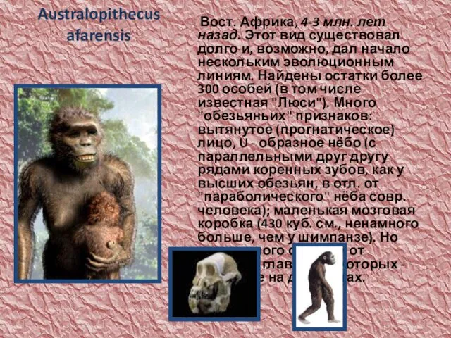 Australopithecus afarensis Вост. Африка, 4-3 млн. лет назад. Этот вид существовал