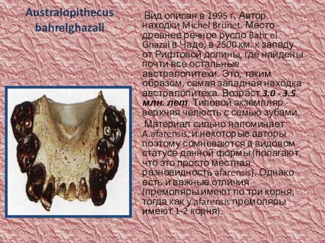 Australopithecus bahrelghazali Вид описан в 1995 г. Автор находки Michel Brunet.