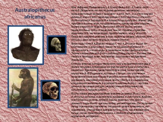 Australopithecus africanus Юж. Африка (Трансвааль), 3.3 (или даже 3.5) - 2.5