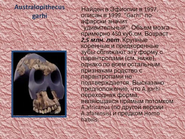 Australopithecus garhi Найден в Эфиопии в 1997, описан в 1999. "Garhi"