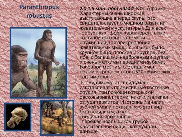 Paranthropus robustus 2.0-1.5 млн. лет назад, Юж. Африка. Характерны очень широкие,