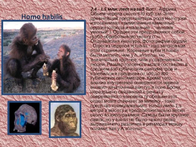 Homo habilis 2.4 - 1.5 млн. лет назад, Вост. Африка. Объем