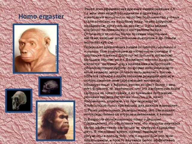 Homo ergaster Ранее этих африканских древних людей (живших 1.9 - 1.6