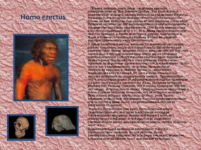 Homo erectus Первая находка этого вида - черепная крышка, обнаруженная на
