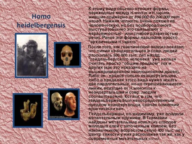 Homo heidelbergensis К этому виду обычно относят формы, переходные между H.erectus