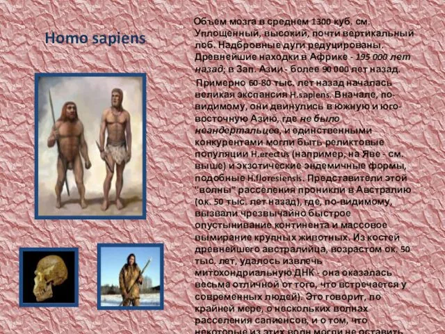 Homo sapiens Объем мозга в среднем 1300 куб. см. Уплощенный, высокий,