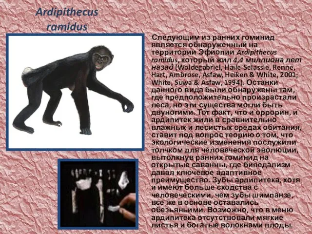 Ardipithecus ramidus Следующим из ранних гоминид является обнаруженный на территории Эфиопии