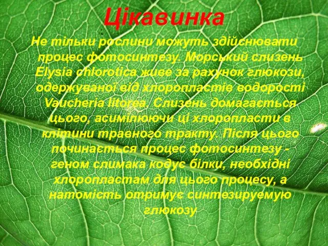 Цікавинка Не тільки рослини можуть здійснювати процес фотосинтезу. Морський слизень Elysia