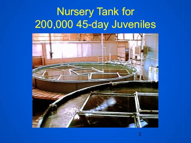 Nursery Tank for 200,000 45-day Juveniles