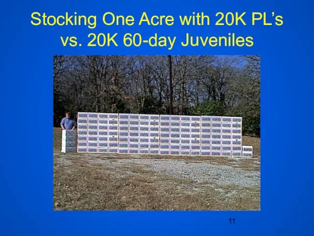 Stocking One Acre with 20K PL’s vs. 20K 60-day Juveniles