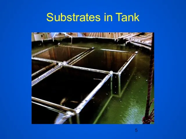 Substrates in Tank