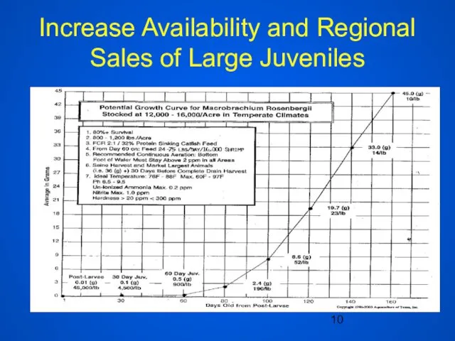 Increase Availability and Regional Sales of Large Juveniles