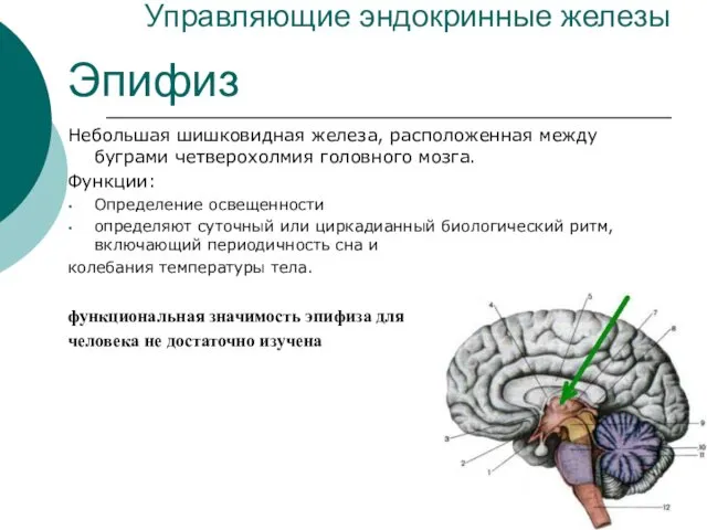 Управляющие эндокринные железы Эпифиз Небольшая шишковидная железа, расположенная между буграми четверохолмия