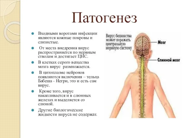 Патогенез Входными воротами инфекции являются кожные покровы и слизистые. От места