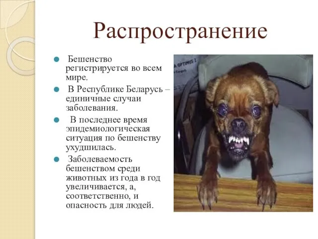 Распространение Бешенство регистрируется во всем мире. В Республике Беларусь – единичные