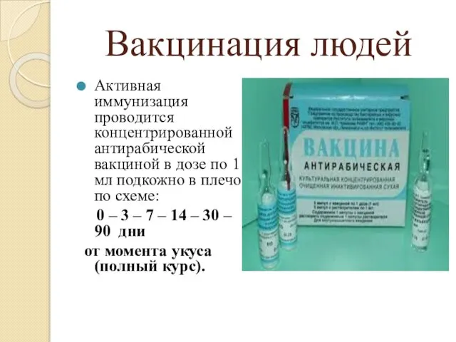 Вакцинация людей Активная иммунизация проводится концентрированной антирабической вакциной в дозе по