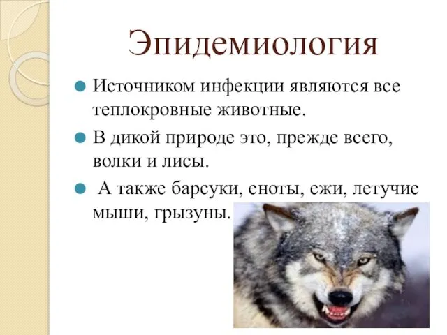 Эпидемиология Источником инфекции являются все теплокровные животные. В дикой природе это,