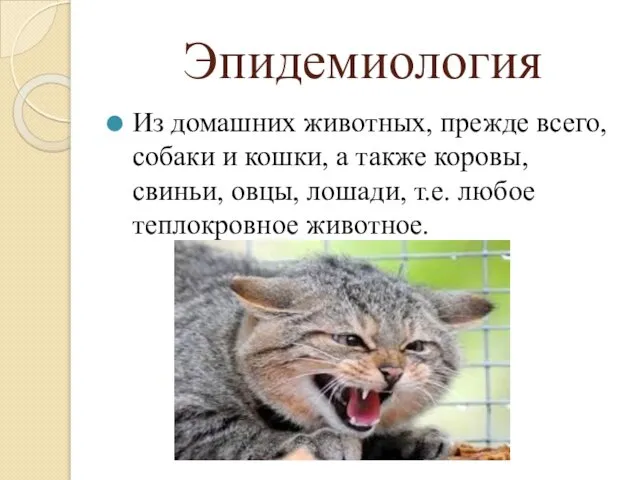 Эпидемиология Из домашних животных, прежде всего, собаки и кошки, а также