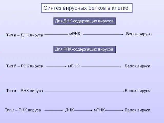 Синтез вирусных белков в клетке.