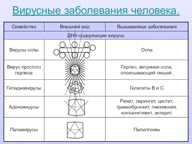 Вирусные заболевания человека. 6