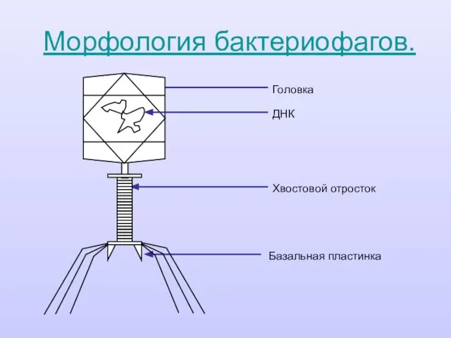 Морфология бактериофагов.