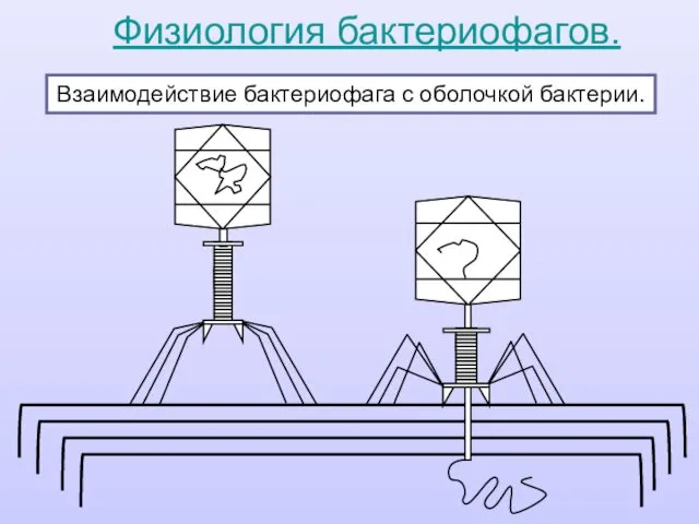 Взаимодействие бактериофага с оболочкой бактерии. Физиология бактериофагов.